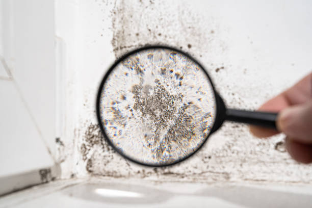 Mold Documentation for Insurance Claims in Grapevine, TX